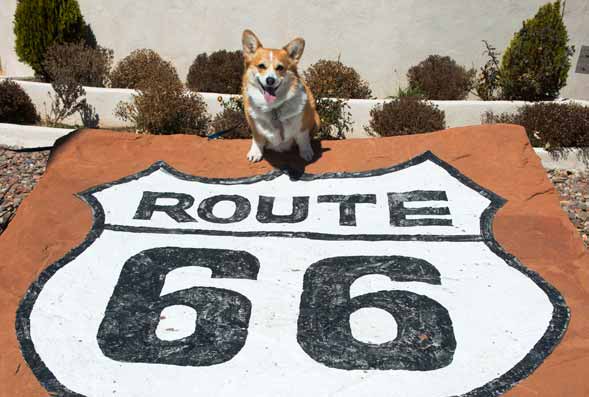 Route 66 With Your Dog
